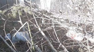 Кролики на вольном содержание