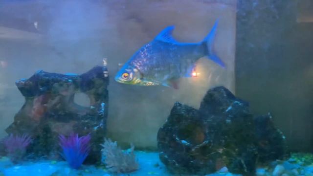 Аквариум интересно смотреть онлайн