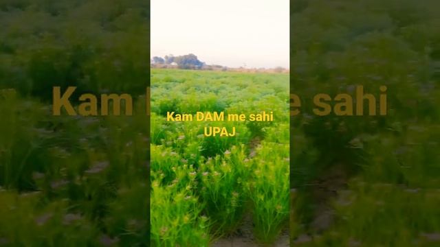 Jeera ki kheti смотреть онлайн