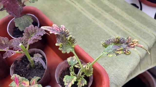 Колеусы больше, чем любовь! Обзор. смотреть онлайн