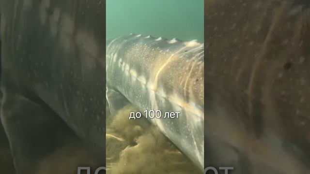 Это САМАЯ БОЛЬШАЯ рыба в мире — аж 9 метров в длину 😳 #рыба #романакварост #бизнесидея #акваферма смотреть онлайн