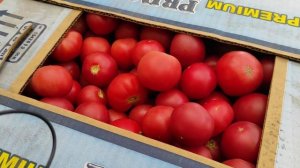 Моя "курага".Наши помидоры.