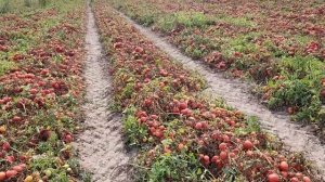 Томат Heinz 1015 F1  18/09/2023 Кочкорбаево-4