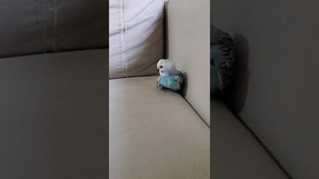 Muhabbet Kuşu | Evde İlk Gün ve Tanışma | Heyecan ve Korku 1 Arada | Budgie | Budgerigar смотреть онлайн