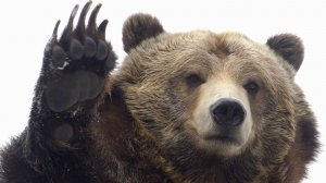 Медведи в деле!!!