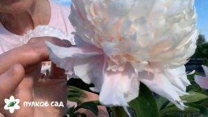 Sweet 16 peony. Свит 16 пион. Пулков сад