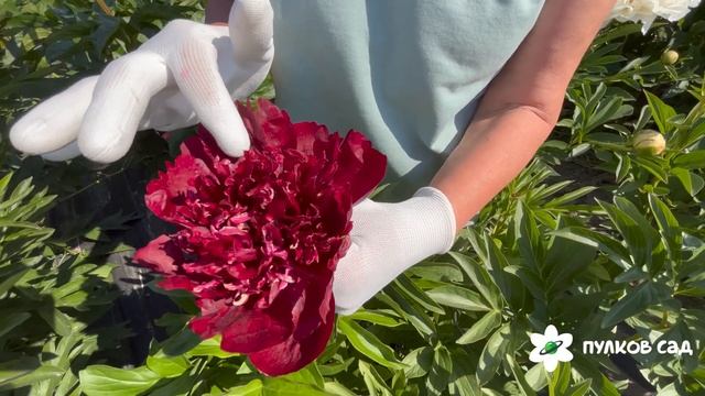 Bob Peony. Боб пион. Пулков сад