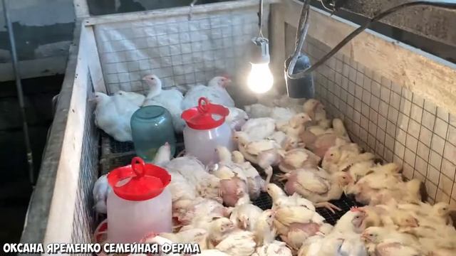 ИНДЮШАТА / БРОЙЛЕРЫ / Инкубация / Выращивание / Поток♀️ смотреть онлайн