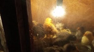 перевела цыплят в брудер на сетчатый пол Начала кормить Старт 2 с трёх недель