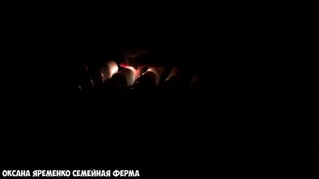 СОВМЕСТНАЯ закладка / БРОЙЛЕР / ИНДЮК / НЕСУШКА смотреть онлайн