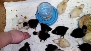 Цыплята голошейки