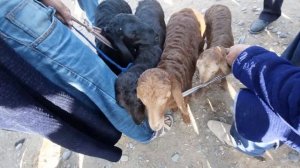 Кашкадарё Карши мол бозори Куй кузи 🐑🐐 нархлари | Qarshi mol bozori narxlari