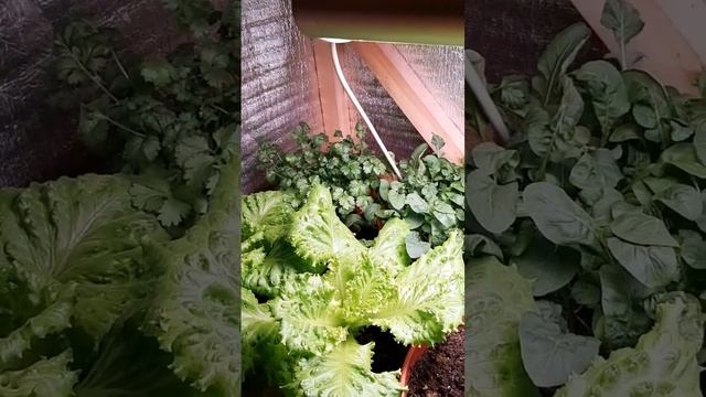 САЛАТ В ЗИМНЕМ ОГОРОДЕ! ВКУСНЕЙШИЙ! #зимнийогород #салатнаокне #огороднаокне смотреть онлайн