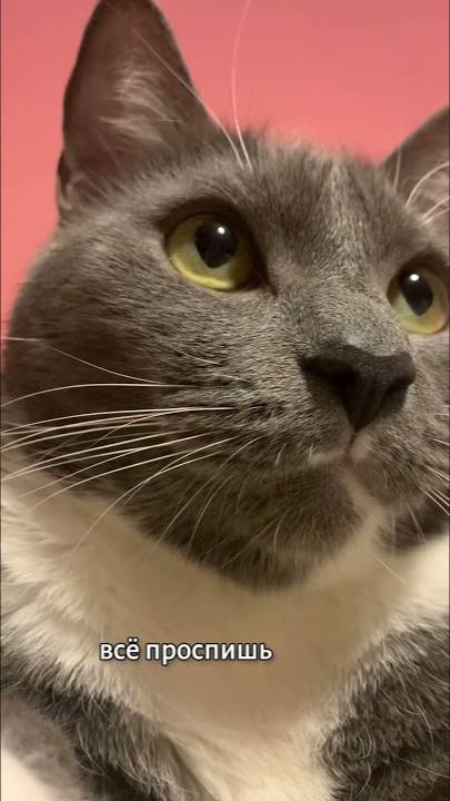 ВСТАВАЙ 😺 смотреть онлайн