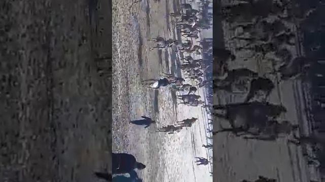 Буз каши дар н чайхун Кисми 1 смотреть онлайн