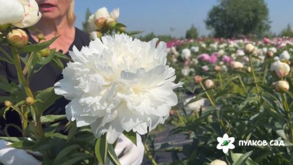 Айсберг пион. Пулков сад