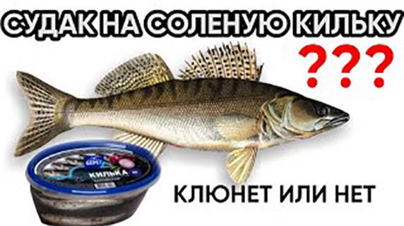 Клюнет ли судак на кильку с пряностями? Эксперимент. смотреть онлайн