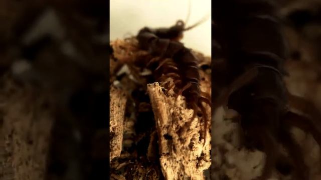 Многоножка костянка (Lithobius forficatus centipede) #shorts смотреть онлайн