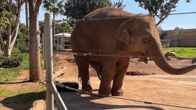 PAPHOS ZOO. САМЫЙ БОЛЬШОЙ ЗООПАРК КИПРА. ПАФОС