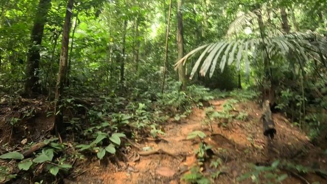 К пещерам через тропический лес. Тайланд. Краби. Храм Тигра смотреть онлайн