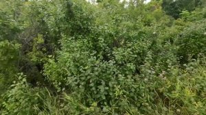 Охота с арбалетом на косулю. С подхода. Выстрел с двух метров!