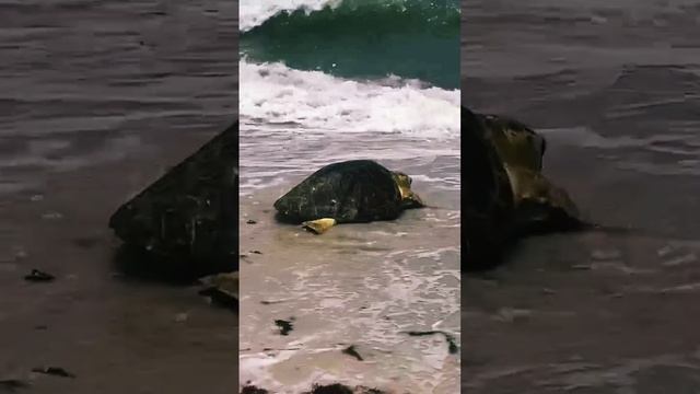 Rehabilitated Loggerhead Sea Turtle Release at Delnor-Wiggins Pass State Park in Naples, Florida смотреть онлайн