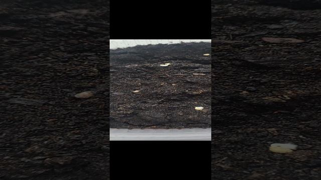 Всходы дихондры на 3й день! смотреть онлайн