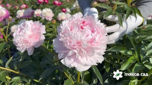 Sarah Bernhardt peony. Сара Бернар пион. Пулков сад смотреть онлайн