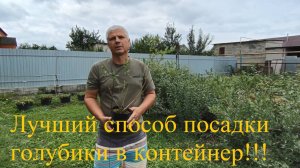 Сажаем голубику и собираем урожай ведрами!!!