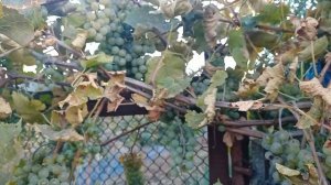 Виноград ла креснт (La crescent)5 лет