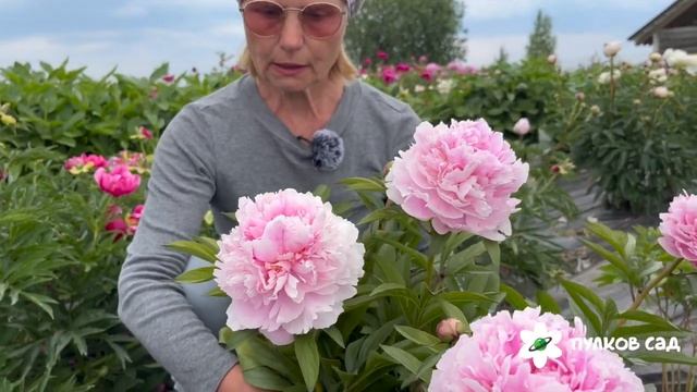 Susanne Desert Peony. Cюсанна Десерт пион. Пулков сад
