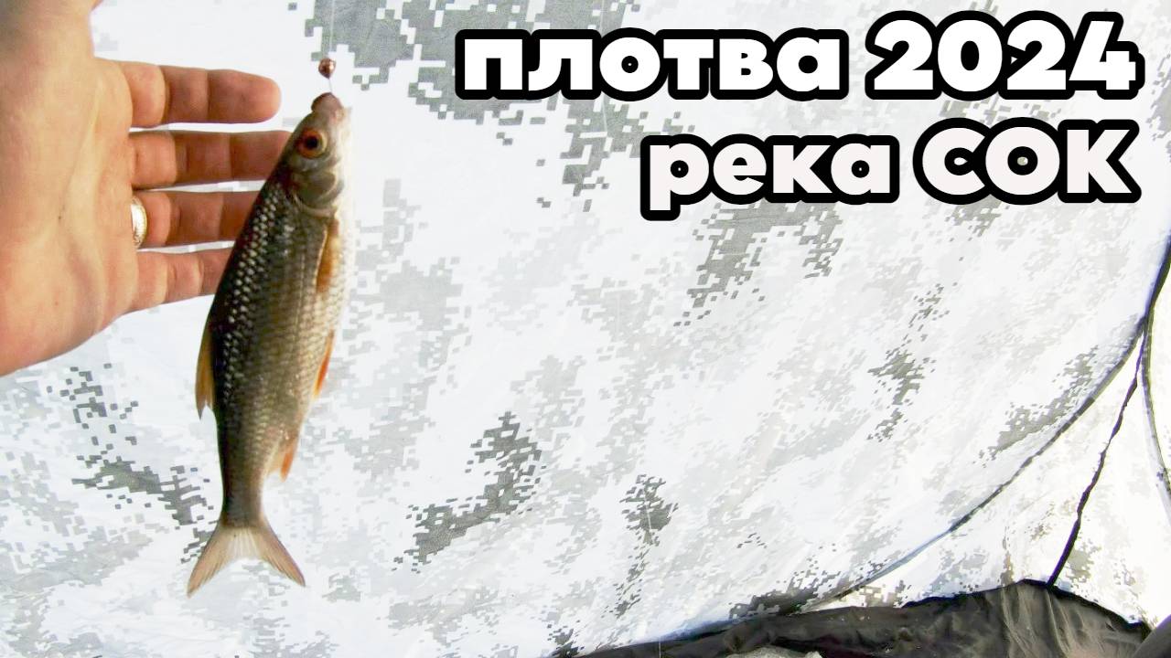 Ловля плотвы на реке Сок. Рыбалка 2024.