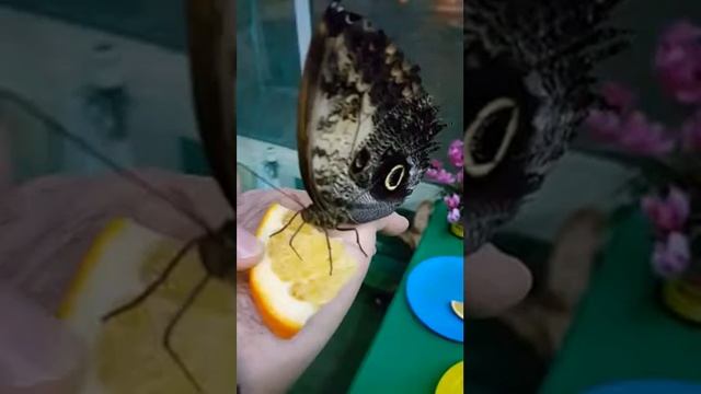 Бабочка пьёт апельсиновый сок смотреть онлайн