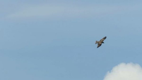 Чёрный коршун над Томью. Кемерово