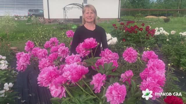 Juliska peony. Джулиска пион. Пулков сад (2024 г) смотреть онлайн