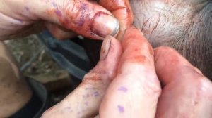 Грыжа при кастрации  Нередкий случай/жизнь в деревне