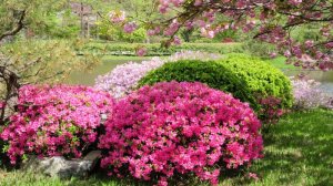САДЫ ЯПОНИИ. ПИОНЫ. АЗАЛИИ И ГЛИЦИНИИ -  ЗОЛОТАЯ НЕДЕЛЯ  В РЕГИОНЕ КАНТО