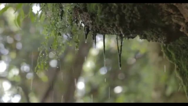 Устав от затяжных дождей... Стихи Ирины Максименковой Музыка и исполнение Владимир Черняев смотреть онлайн