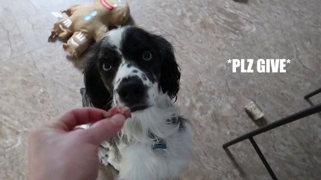 Blue Eyed Springer Spaniel Eating Steak смотреть онлайн