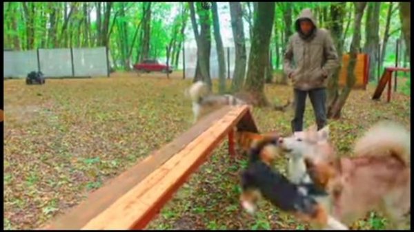 моя реакция на клип корги кекс @keks