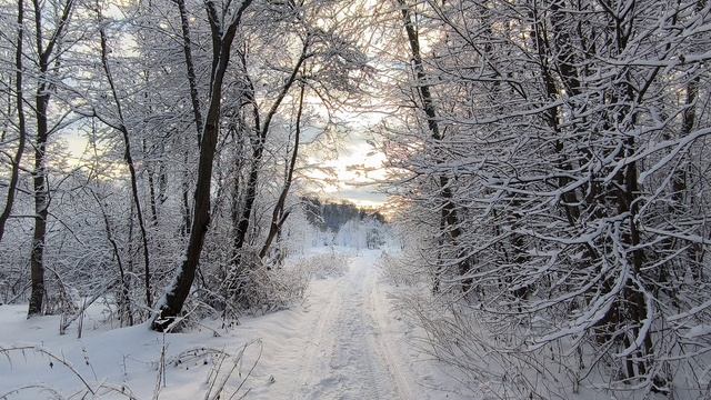 Солнечный день в заснеженном лесу. ч.1. Январь 2025 смотреть онлайн
