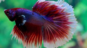 Рыбка ПЕТУШОК Производители Содержание Разведение Часть 2