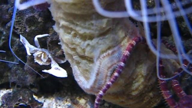 Ophioderma rubicunda eats Eurythoe sp. - Part 2 смотреть онлайн