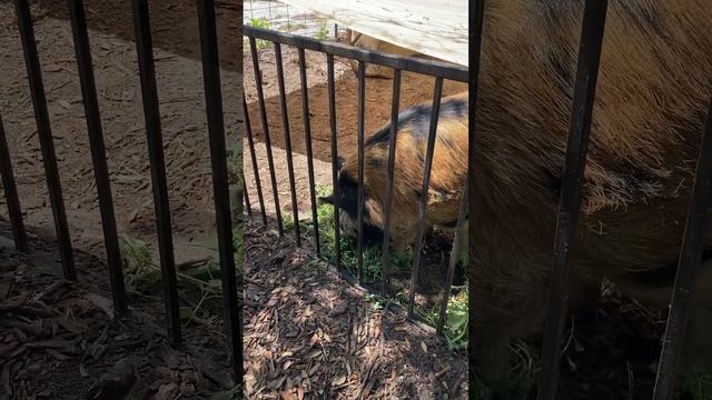 Natural Pig Food , Keep Weeds Out of the Landfill and Put Weeds in Your Bacon, Ham, Pork chop, Ribs смотреть онлайн