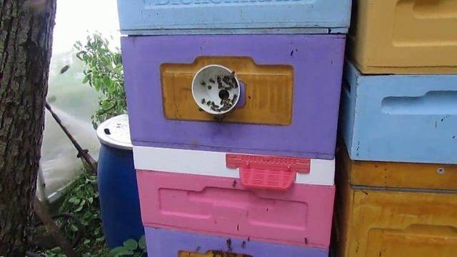 пчеловодство на ячейке 4,9 мм - часть 75, пчелы которые роятся в 7 часов утра 7.06.2024 смотреть онлайн
