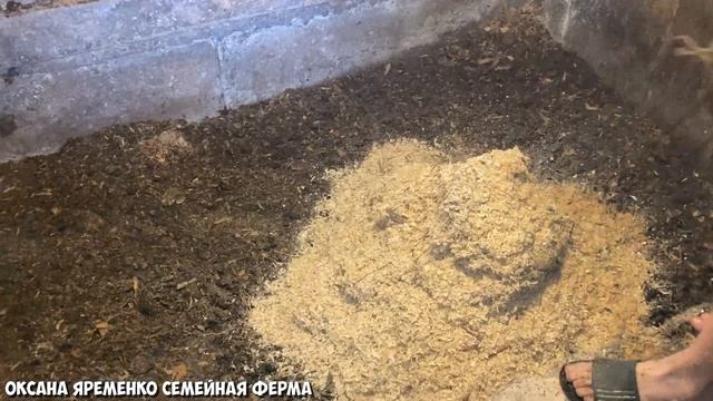 Отсаживаю поросят от свиноматки / Готовим к продаже / Влог от 30.05.21 смотреть онлайн