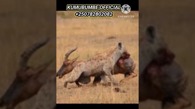 🛑 HYENA ATTACK VIGOROUSLY ON TOPI #wildlife смотреть онлайн