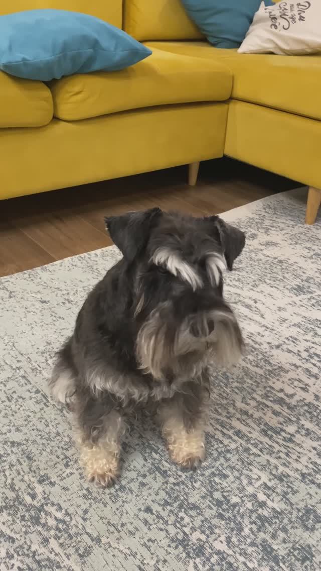 Дрессировка#цвергшнауцер#Дори♥️ смотреть онлайн