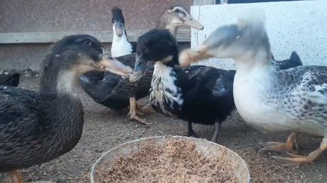 Мясная Башкирская утка смотреть онлайн