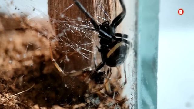 Спаривание пауков Стеатода Пайкулля смотреть онлайн